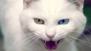 evil-cat