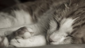sleeping-cat-close-up